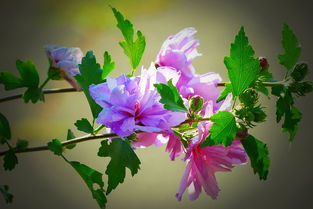 各种花的开花时间(详细花卉开花季节大全)