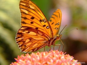 蝴蝶的特点(形态多样、生命周期、飞行特点)