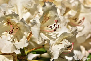 云南花卉(品种齐全，打造花海盛宴)