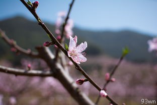  有哪些四川的旅游景点？