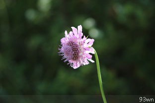 鲁冰花是什么？