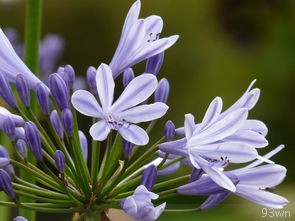 百合花的养殖方法是什么？