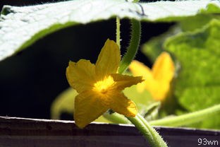  油茶树和茶花能够成功嫁接吗？