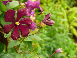  朱雀桥边野草花的种类？