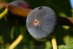 无花果怎么种的方法？