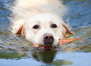  拉布拉多犬的价格是多少？