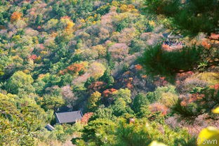  碧峰峡门票价格是多少？