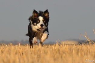  宠物犬智商排名是怎样确定的？