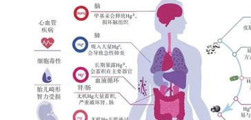 体温计打碎了水银找不到怎么办