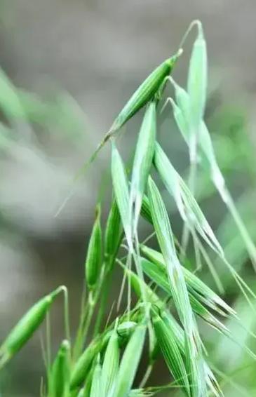 野燕麦一盒能用几天