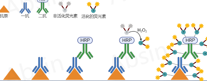 新鲜组织冻存半天能不能做ihc：冰冻切片做 mIHC 的方法与技巧