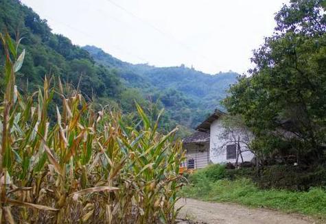 包谷发霉要用什么一起猪才能吃呢，秦岭山居生活：种地养鸡喂猪，享受闲适与平静